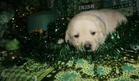 Aiden, a male Labrador Retriever for sale in Grantsburg, WI – Photo 6 of 10