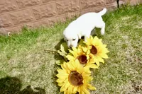 Kaiden, a male Labrador Retriever for sale in Grantsburg, WI – 4 of 10
