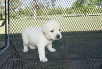 Rose, a female Labrador Retriever for sale in Grantsburg, WI – 6 of 10