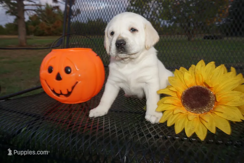 Ada – Labrador Retriever puppy for sale in Grantsburg, WI