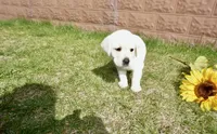 Kaleb, a male Labrador Retriever for sale in Grantsburg, WI – 4 of 10
