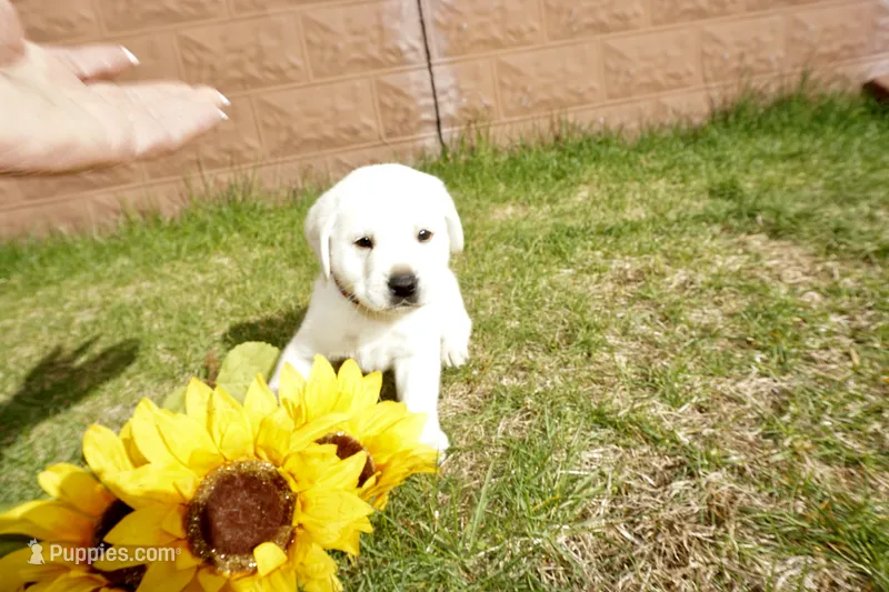 Keanu – Labrador Retriever puppy for sale in Grantsburg, WI