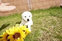 Keanu, a male Labrador Retriever for sale in Grantsburg, WI – 1 of 10
