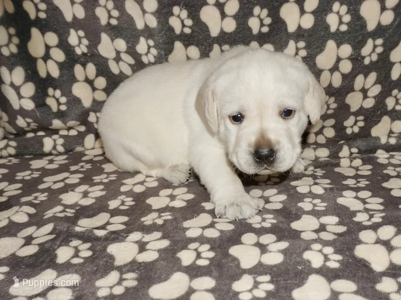 Ada – Labrador Retriever puppy for sale in Grantsburg, WI