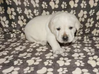 Ada, a female Labrador Retriever for sale in Grantsburg, WI – 1 of 10