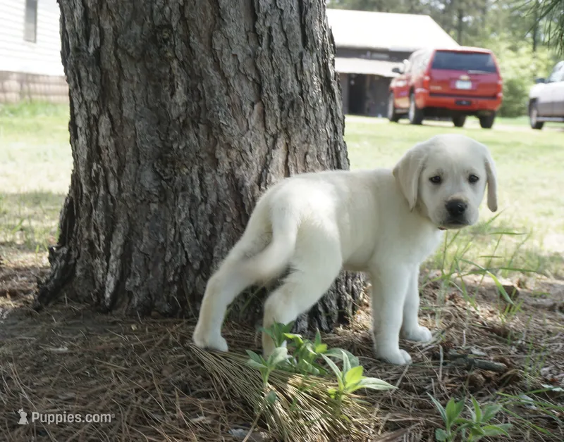 Keanu – Labrador Retriever puppy for sale in Grantsburg, WI