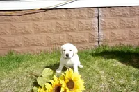 Kenji, a male Labrador Retriever for sale in Grantsburg, WI – 2 of 10