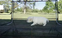 Rose, a female Labrador Retriever for sale in Grantsburg, WI – 5 of 10