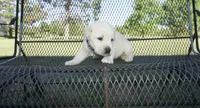 Sophia, a female Labrador Retriever for sale in Grantsburg, WI – 4 of 9