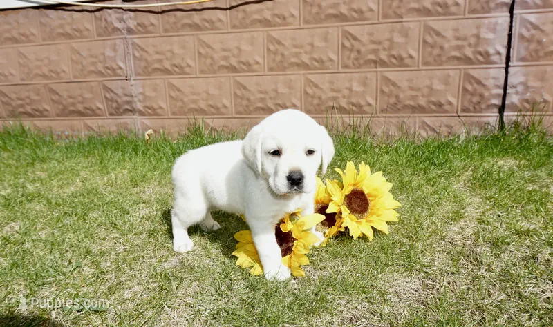 Kaleb – Labrador Retriever puppy for sale in Grantsburg, WI