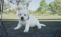 Dorothy, a female Labrador Retriever for sale in Grantsburg, WI – 6 of 9