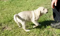 Kane on sale now, a male Labrador Retriever for sale in Grantsburg, WI – 8 of 10