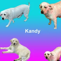 Kane on sale now, a male Labrador Retriever for sale in Grantsburg, WI – 9 of 10