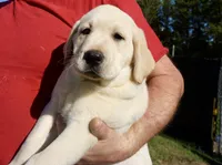 Kane on sale now, a male Labrador Retriever for sale in Grantsburg, WI – 3 of 10