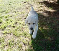 Kane on sale now, a male Labrador Retriever for sale in Grantsburg, WI – 4 of 10