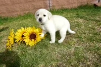 Kane, a male Labrador Retriever for sale in Grantsburg, WI – 6 of 10
