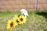 Kenji, a male Labrador Retriever for sale in Grantsburg, WI – 7 of 10