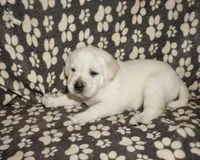 Ada, a female Labrador Retriever for sale in Grantsburg, WI – 4 of 10