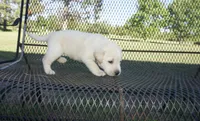 Sophia, a female Labrador Retriever for sale in Grantsburg, WI – 3 of 9