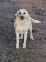 Kaleb, a male Labrador Retriever for sale in Grantsburg, WI – 9 of 10