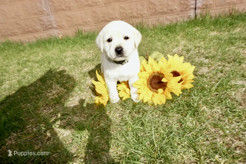 Kane – Labrador Retriever puppy for sale in Grantsburg, WI
