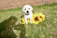 Kane, a male Labrador Retriever for sale in Grantsburg, WI – 1 of 10