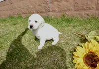 Kaiden, a male Labrador Retriever for sale in Grantsburg, WI – 5 of 10