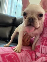 Appa, a male French Bulldog for sale in Hemet, CA – 2 of 4