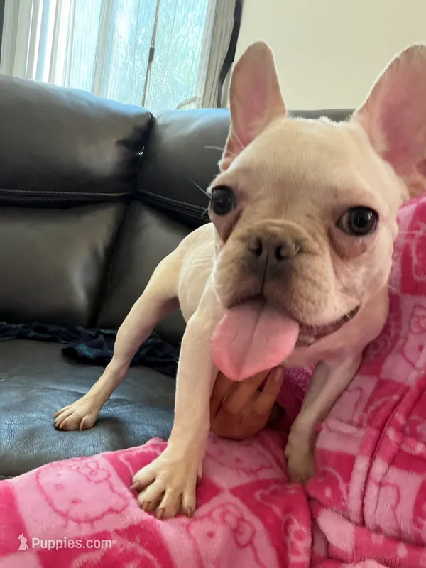 Appa – French Bulldog puppy for sale in Hemet, CA