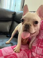 Appa, a male French Bulldog for sale in Hemet, CA – 1 of 4