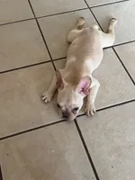Appa, a male French Bulldog for sale in Hemet, CA – 4 of 4