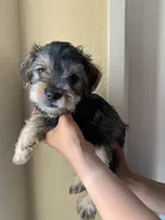 N/A, a male Standard Schnauzer and Yorkshire Terrier for sale in Lake Elsinore, CA – 3 of 5