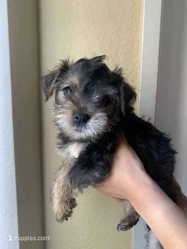 N/A – Standard Schnauzer, Yorkshire Terrier puppy for sale in Lake Elsinore, CA