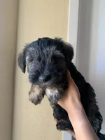 N/A, a male Standard Schnauzer and Yorkshire Terrier for sale in Lake Elsinore, CA – 4 of 5