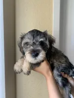 N/A, a male Standard Schnauzer and Yorkshire Terrier for sale in Lake Elsinore, CA – 5 of 5