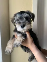 N/A, a male Standard Schnauzer and Yorkshire Terrier for sale in Lake Elsinore, CA – 2 of 5