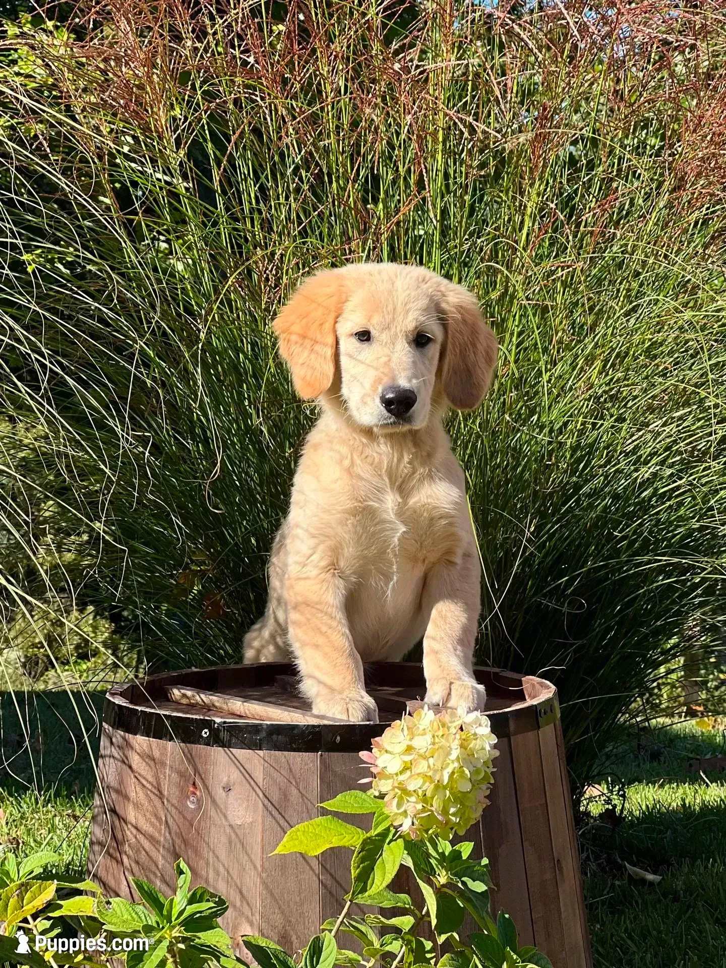 Liberty, a female Golden Retriever for sale in Edgemont, AR – 1 of 10