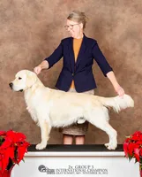 Jubilee, a female Golden Retriever for sale in Edgemont, AR – 8 of 8