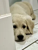Justice, a female Golden Retriever for sale in Edgemont, AR – 5 of 10