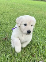 Justice, a female Golden Retriever for sale in Edgemont, AR – 10 of 10