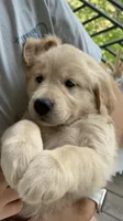 Liberty, a female Golden Retriever for sale in Edgemont, AR – 7 of 10