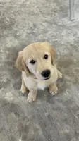 Liberty, a female Golden Retriever for sale in Edgemont, AR – 4 of 10