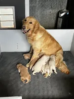 Justice, a female Golden Retriever for sale in Edgemont, AR – 9 of 10