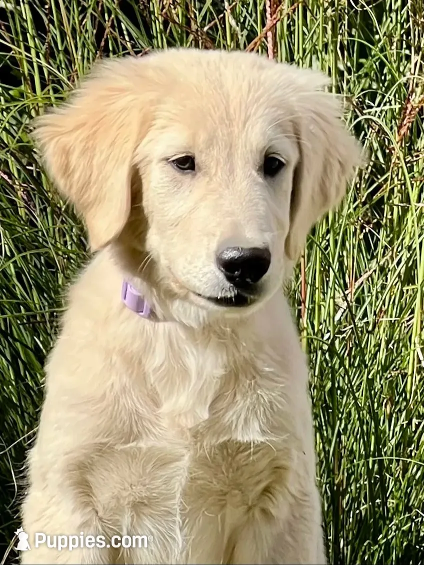 Justice, a female Golden Retriever for sale in Edgemont, AR – 3 of 10