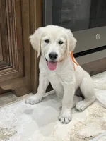 Jubilee, a female Golden Retriever for sale in Edgemont, AR – 3 of 8