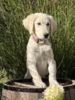 Jubilee, a female Golden Retriever for sale in Edgemont, AR – 4 of 8