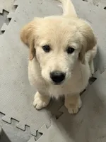 Liberty, a female Golden Retriever for sale in Edgemont, AR – 5 of 10