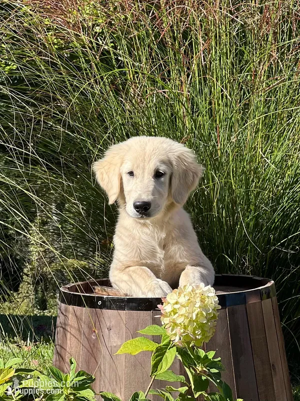 Justice – Golden Retriever puppy for sale in Edgemont, AR