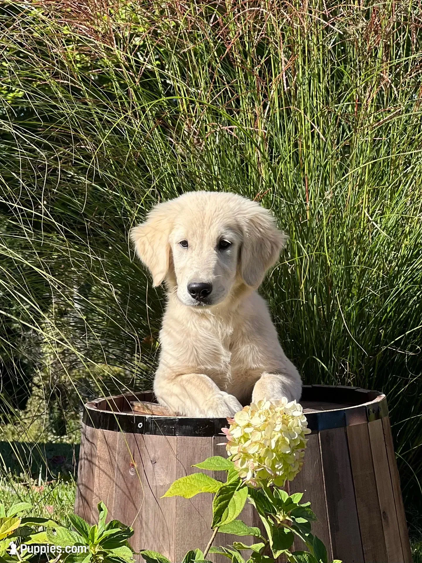 Justice, a female Golden Retriever for sale in Edgemont, AR – 1 of 10