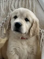Liberty, a female Golden Retriever for sale in Edgemont, AR – 8 of 10